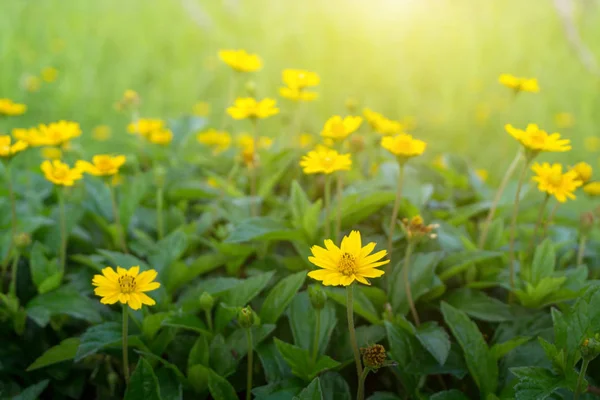 Margherita gialla o margherita di Dahlberg in fiore — Foto Stock