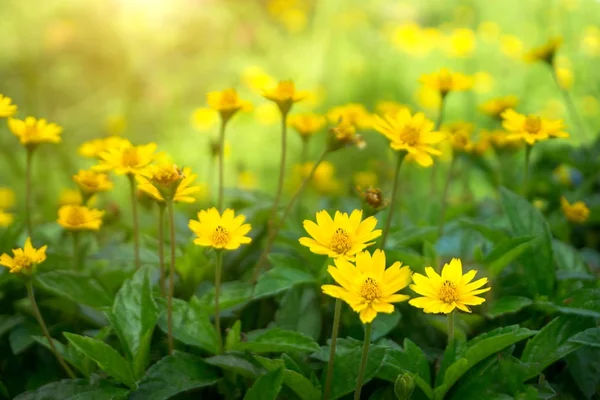 Margherita gialla o margherita di Dahlberg in fiore — Foto Stock