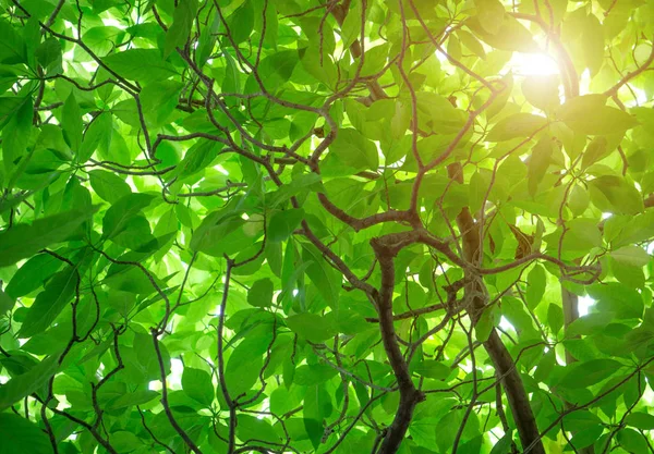 Der grüne Cananga odorata Baum ist ein tropischer Baum, der seinen Ursprung in — Stockfoto