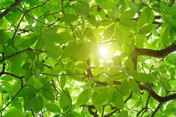Der grüne Cananga odorata Baum ist ein tropischer Baum, der seinen Ursprung in — Stockfoto