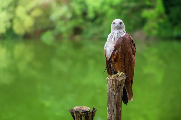 Red eagle Thailand sitting on tree branch and green nature. — Stock Photo, Image