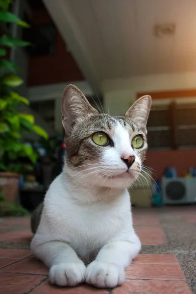 ほとんどのタイ子猫または家および庭の表現で遊ぶタイ猫 — ストック写真