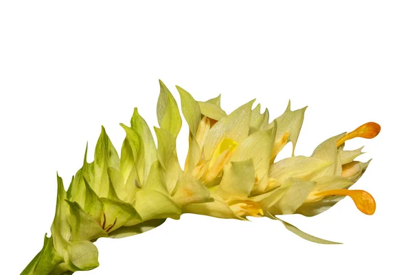 Bouquet de fleurs jaunes et vertes isolé, sur fond blanc — Photo