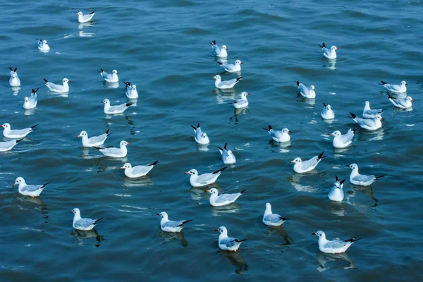 Möwen treiben auf See — Stockfoto