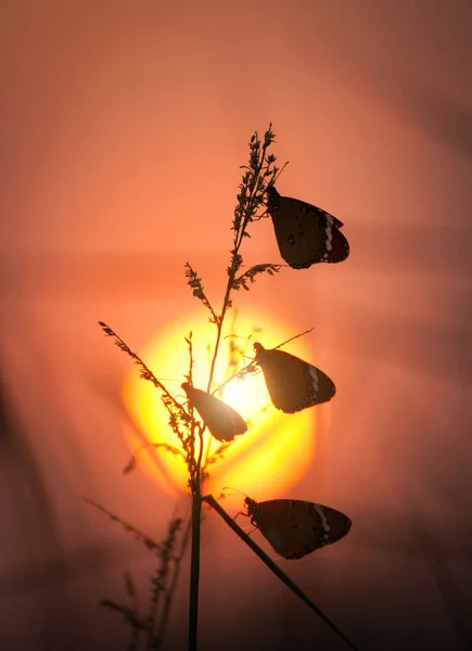Silhouette of butterfly group sitting on wild grass at sunset — Stock Photo, Image