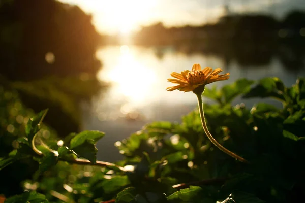 Gul tusensköna eller Dahlberg daisy blommande — Stockfoto