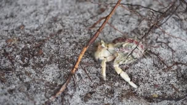 Carino Piccoli Granchi Eremiti Nelle Conchiglie Muovono Alla Ricerca Cibo — Video Stock