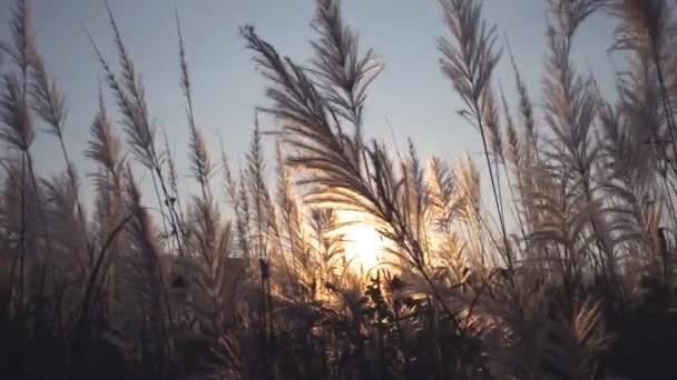 Thai Grass Flower Movements Wind Sunset Time Video Slow Motion — Stock Video