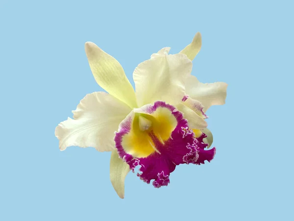 Orquídea cattleya tailandesa, roxo, tons de amarelo, isolado em um bl — Fotografia de Stock