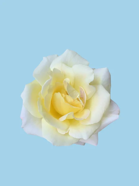 Rosas brancas, variantes tailandesas, isoladas em um fundo azul suave — Fotografia de Stock