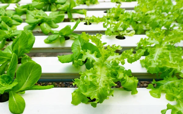 Hydroponics veya Hydroculture t bitkilerin büyüyen yöntemidir — Stok fotoğraf