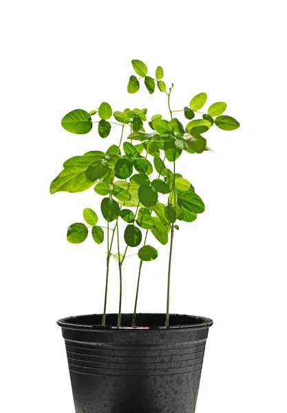 Topf mit Anchan-Blumen Baum mit schönen grünen Blättern isoliert — Stockfoto