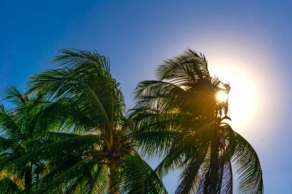 Kokosové stromy na pláži v Thajsku byly vlněny větrem — Stock fotografie