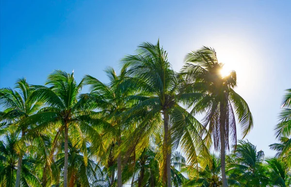 Kokosové stromy na pláži v Thajsku byly vlněny větrem — Stock fotografie