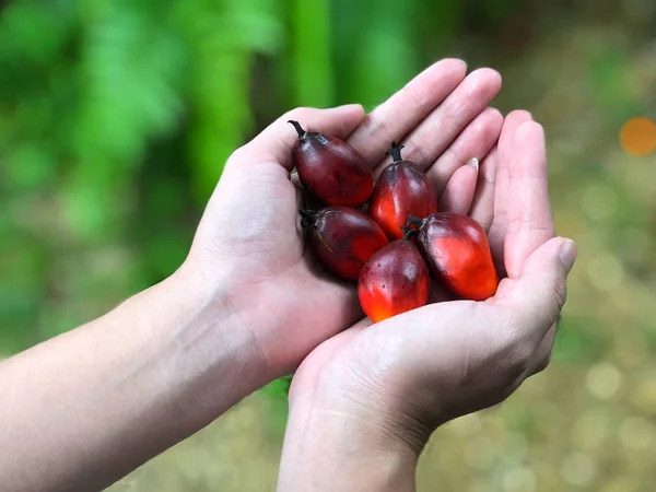 Asyalı kadınların ellerinde olgunlaşmış palmiye meyveleri