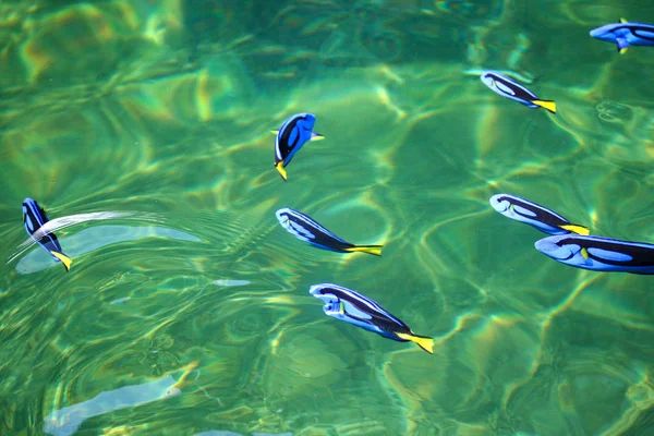 Pescado azul Tang en la piscifactoría — Foto de Stock