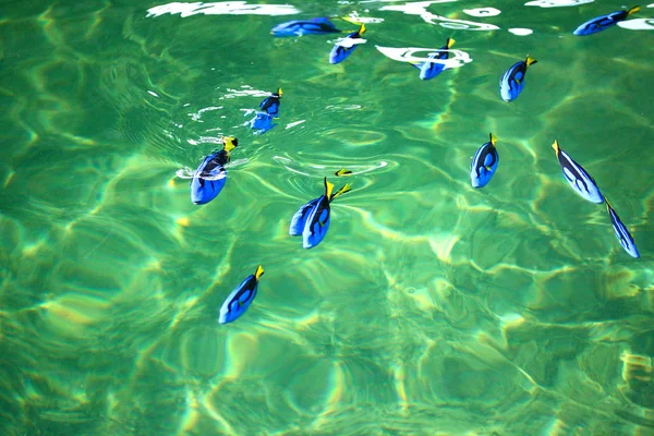 Pescado azul Tang en la piscifactoría —  Fotos de Stock