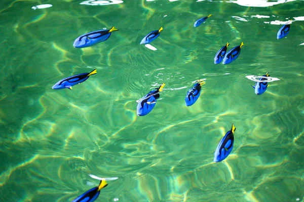 Pescado azul Tang en la piscifactoría — Foto de Stock