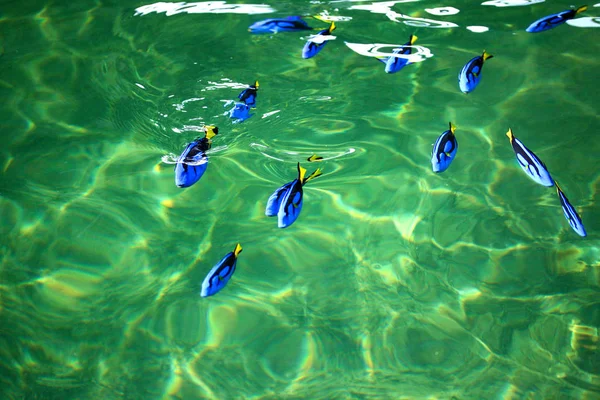 Poisson Blue Tang dans la pisciculture — Photo