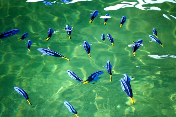 Poisson Blue Tang dans la pisciculture — Photo