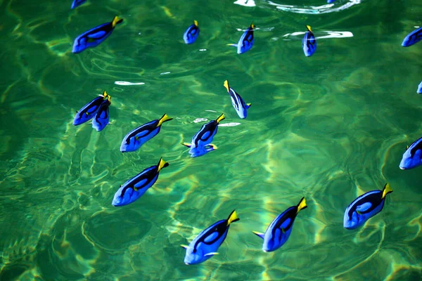 Pescado azul Tang en la piscifactoría — Foto de Stock