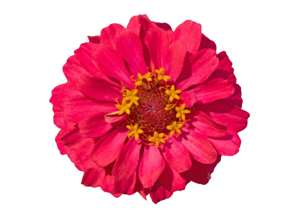 Roze Zinnia Meerlaagse Bloemblaadjes Geïsoleerd Een Witte Achtergrond — Stockfoto