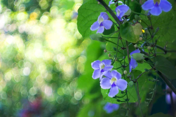 Бенгальский Цветок Виноградной Лозы Голубая Труба Голубой Небесный Цветок Скайфлауэр — стоковое фото