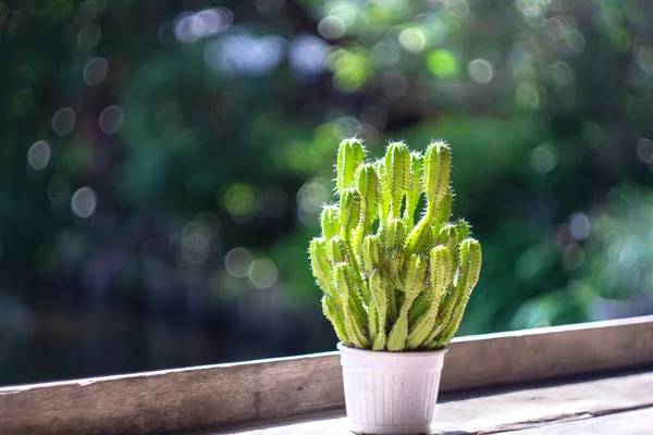 Cactus Está Decorado Estante Madera Una Cafetería — Foto de Stock