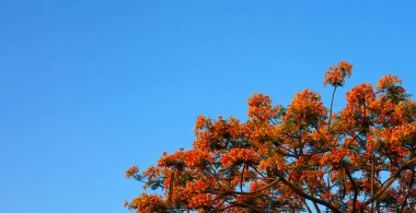 Mavi gökyüzü arka planında Orange Royal Poinciana manzarası.