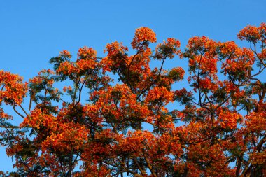 Mavi gökyüzü arka planında Orange Royal Poinciana görünümü.