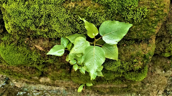 古い苔むしたレンガの壁に生えている主要植物の写真です — ストック写真