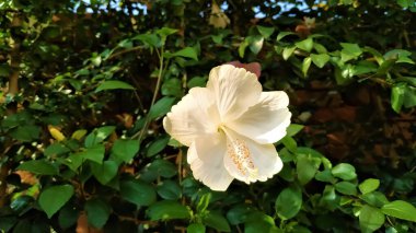 Bu yeşil yapraklı güzel beyaz bir amber çiçeğinin resmi.