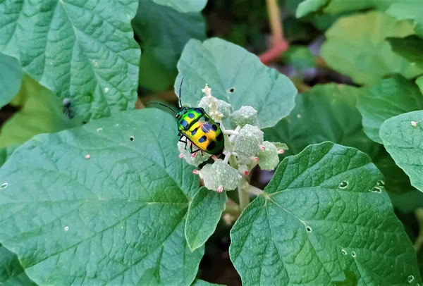Güzel Yeşil Yaprakların Üzerindeki Böcek Böceğinin Resmi — Stok fotoğraf