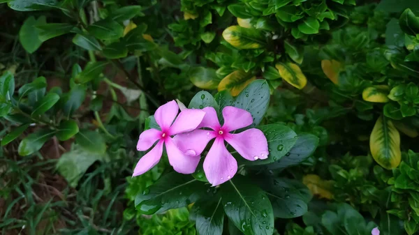 Pembe Menekşe Çiçeklerinin Güzel Yeşil Yapraklı Bir Resmi — Stok fotoğraf