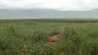 Genç erkek aslan, Afrika savanasının ortasında uzun yeşil çimenlerin üzerinde uzanıyor. Hırlıyor, esniyor ve kuyruğunu sallıyor. Arka planda dağlar ve beyaz bulutlar görülebilir.