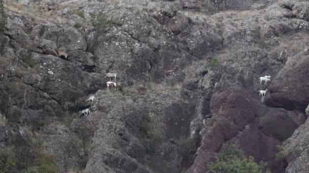 Una Manada Cabras Pastan Acantilado Empinado Blanco Negro Marrón Pezuña — Vídeos de Stock