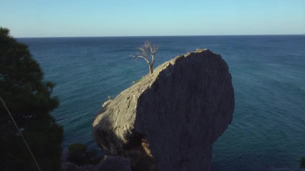 干枯孤独的树生长在岩石上 被温暖的太阳光照亮 波浪流过碧绿的海面 风摇曳着干草 大石头的大部分在阴影中 — 图库视频影像
