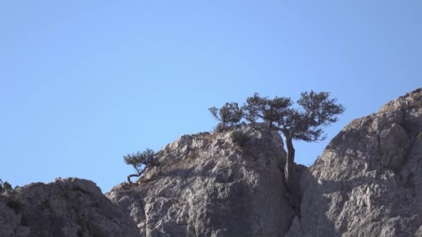Zwischen Den Felsen Wachsen Zwei Kleine Gebogene Nadelbäume Klarer Blauer — Stockvideo