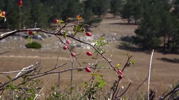 野玫瑰的荆棘在风中摇曳 映衬着群山的岩石群山 枝条上有红色和橙色成熟的浆果 在强风中摇曳的灌木 — 图库视频影像