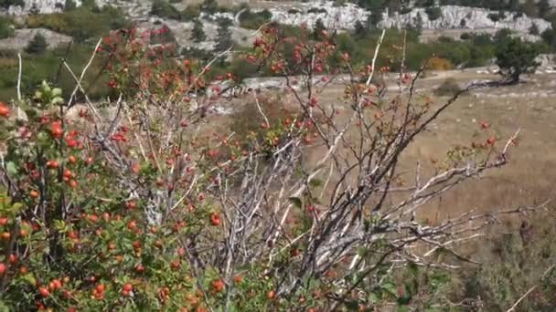 Arbusto Espinhoso Rosa Selvagem Oscila Vento Contra Fundo Das Montanhas — Vídeo de Stock