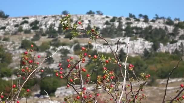 Thorny Bush Wild Rose Sways Wind Background Rocky Mountains Mountains — Stock Video