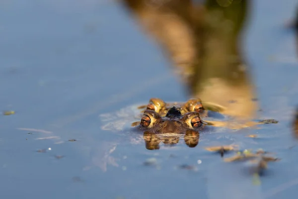 Vista Frontal Macho Hembra European Common Toad Apareamiento Agua — Foto de Stock