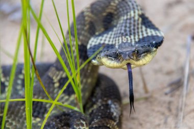 Yetişkin Doğu Hognose Yılanı Çimenli kumlu topraklarda dümdüz boyunla