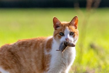 Feral cat holding rodent prey in mouth clipart