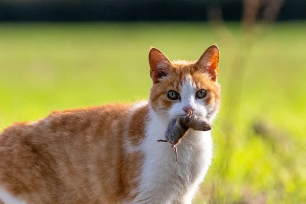 Feral Cat Holding Rodent Prey Mouth — Stock Photo, Image
