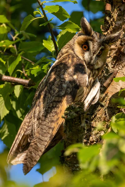 Yetişkin Uzun Kulaklı Baykuş Huş Ağacında Kamufle Olmuş Turuncu Gözlerle — Stok fotoğraf