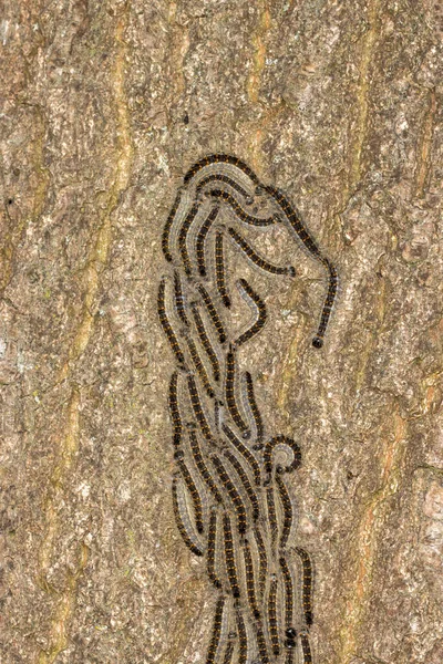 在远足小径旁边的橡树树皮上 有一排长长的小毛虫在行进 — 图库照片