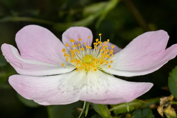 美丽的野玫瑰的特写 花瓣呈粉红色 茎上覆盖着黄色花粉 — 图库照片