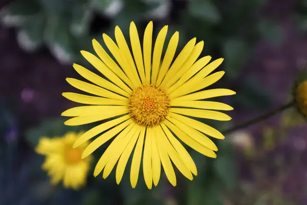 Bu bahar açan güzel güller