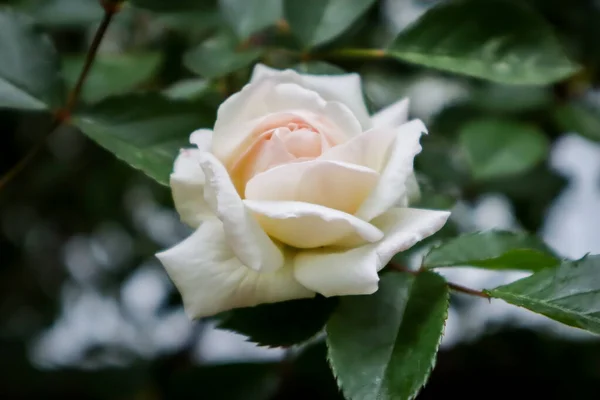 Bu bahar açan güzel güller